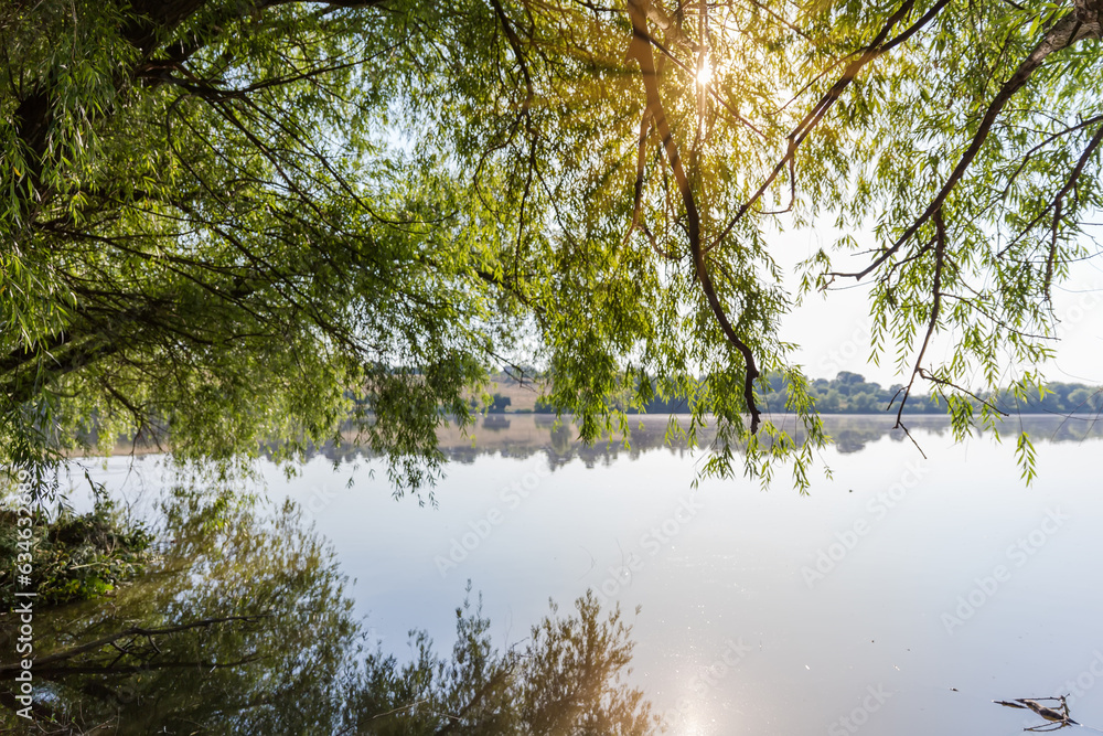 Obraz premium Willow branches hanging down above the water of lake backlit
