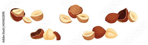Hazelnut Kernel in Cracked Shell and Husk Vector Set