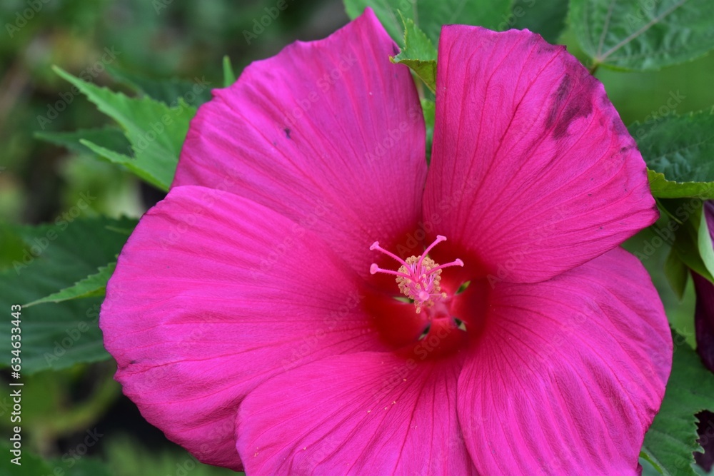 pink flower in the garden