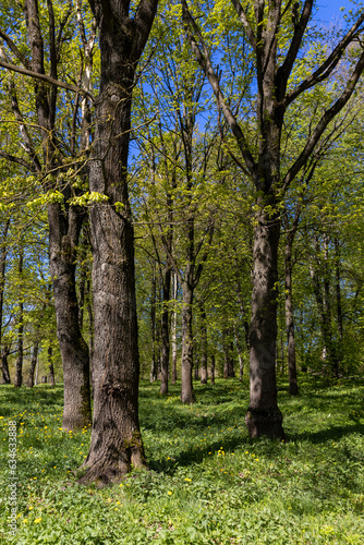 deciduous trees with green foliage in the spring season