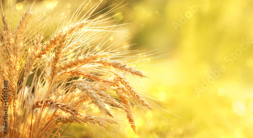 ripe ears of wheat and rye close up on field  abstract natural sunny background. summer autumn harvest season. agriculture concept. rustic landscape. copy space. template for design
