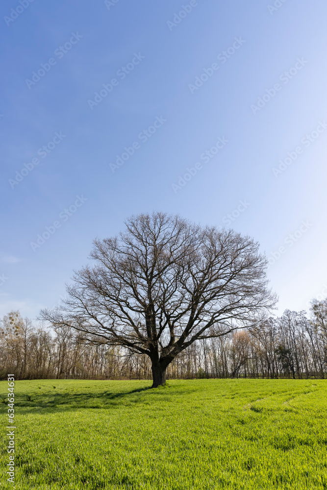 lonely growing oak without foliage in early spring lonely growing oak without foliage in early spring