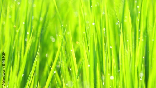 Beautiful rice field scene with waterdrop early morning photo