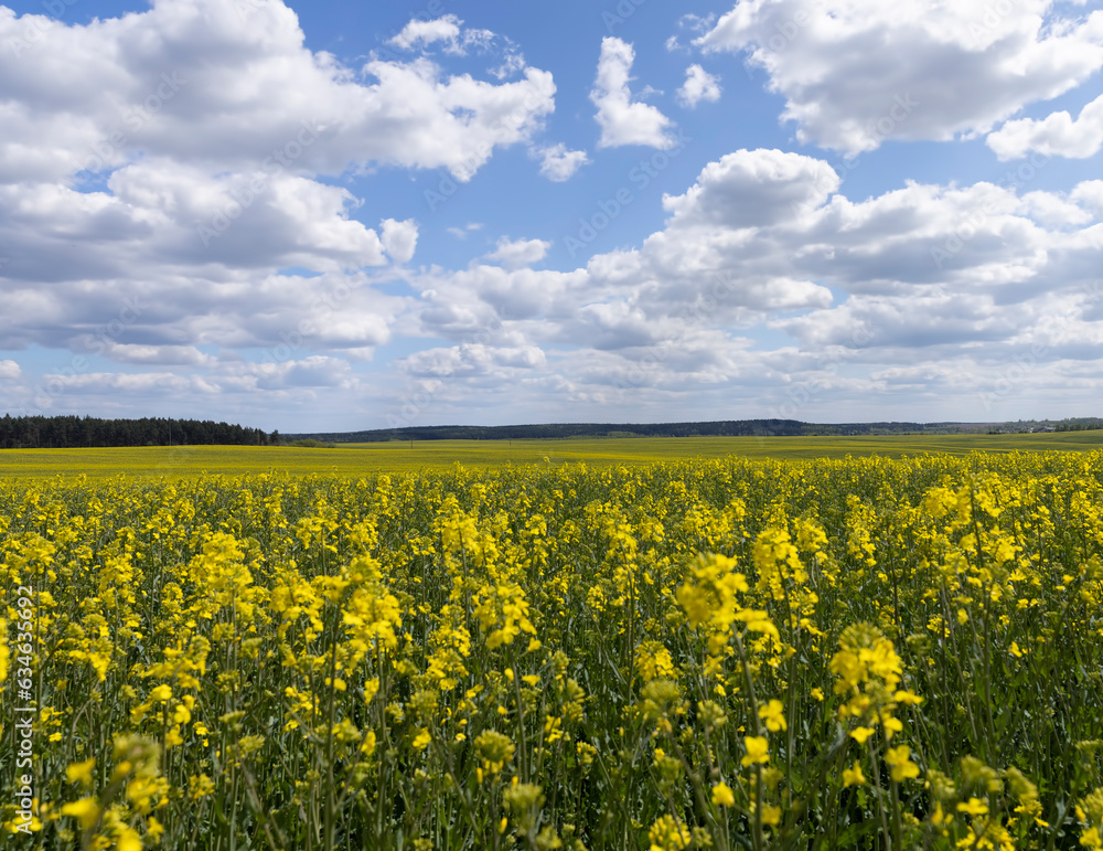 Obraz premium agricultural field with reps in sunny spring weather