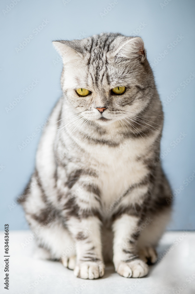 Cute gray british shorthair cat with big yellow eyes sits with blue background