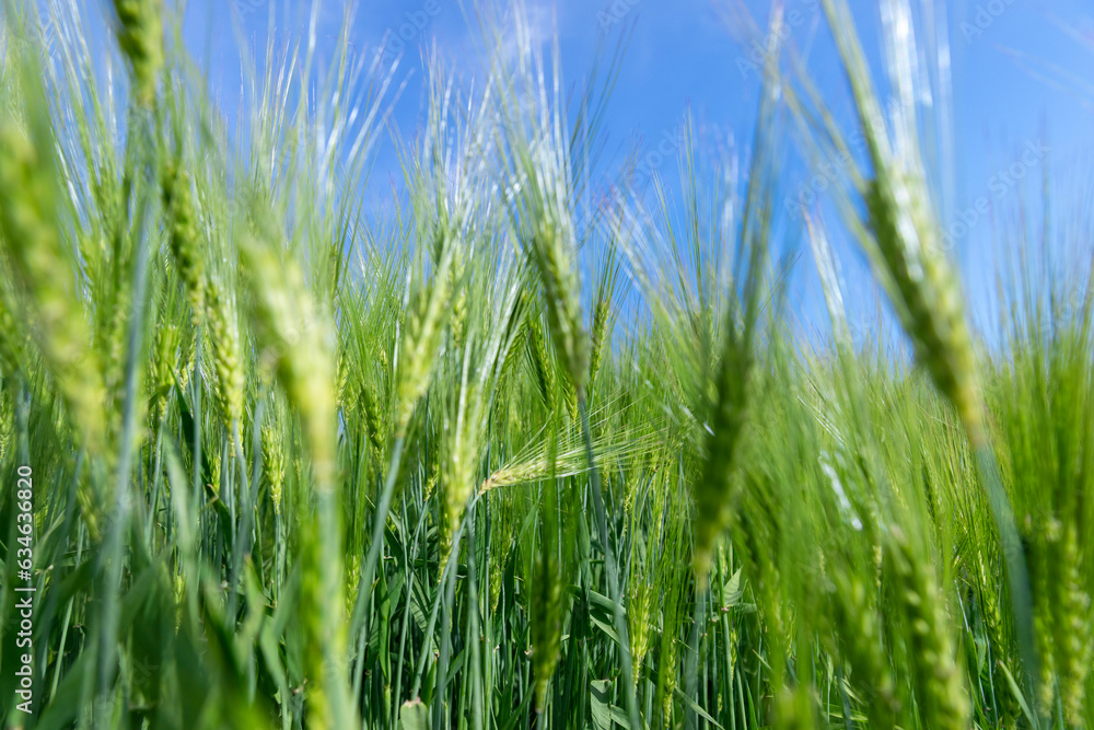 agricultural field with green cereals in summer