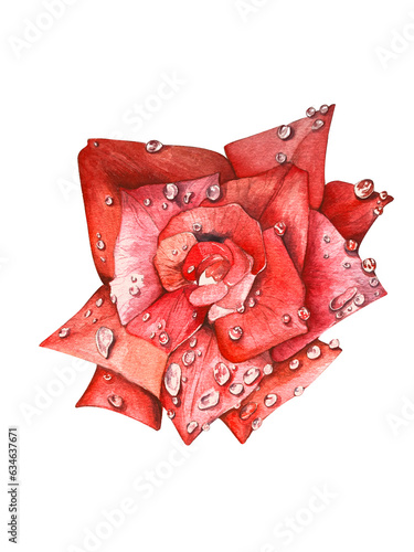 bright, red roses after the rain. watercolor set of illustrations. suitable for postcards, invitations and design