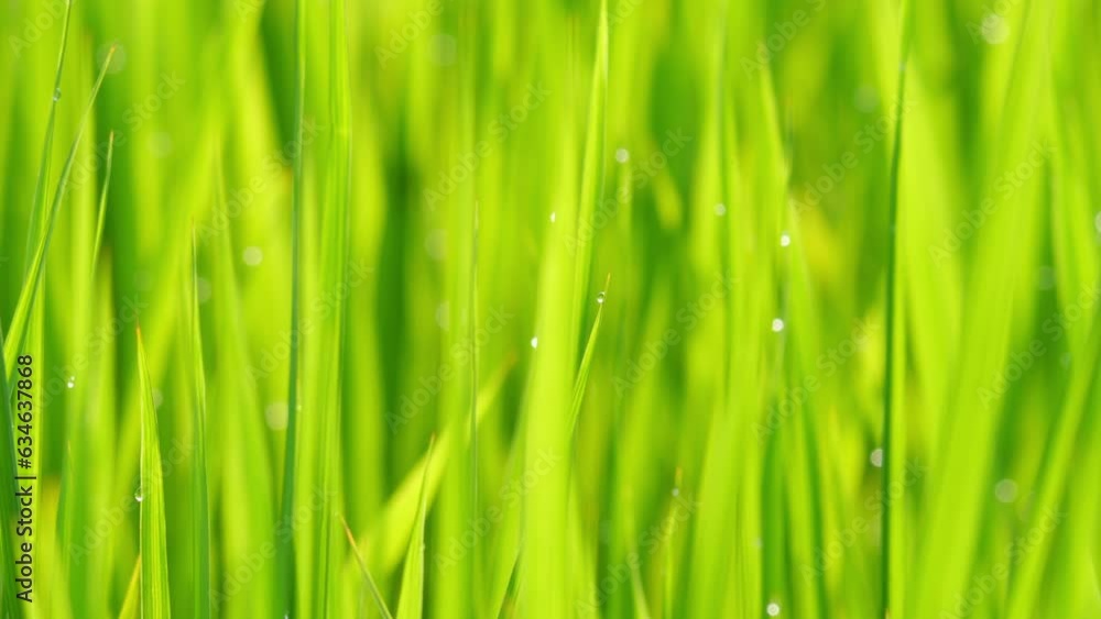 Beautiful ricefield scene with waterdrop early morning Beautiful ricefield scene with waterdrop early morning