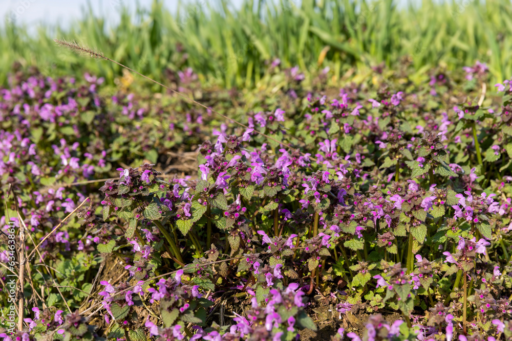 small pink and purple flowers in the field, wild spring flowers