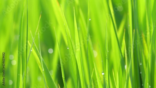 Beautiful ricefield scene with waterdrop early morning photo