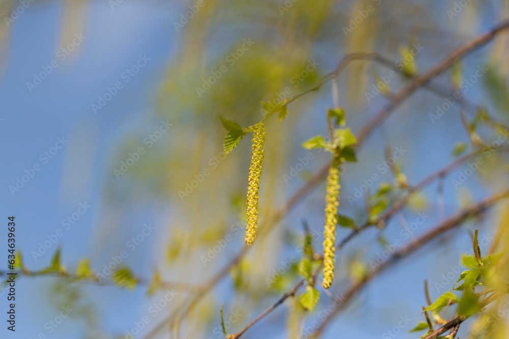 young birch with new green leaves in the spring season young birch with new green leaves in the spring season