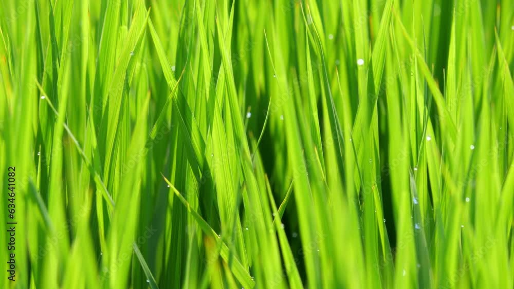 Beautiful ricefield scene with waterdrop early morning Beautiful ricefield scene with waterdrop early morning
