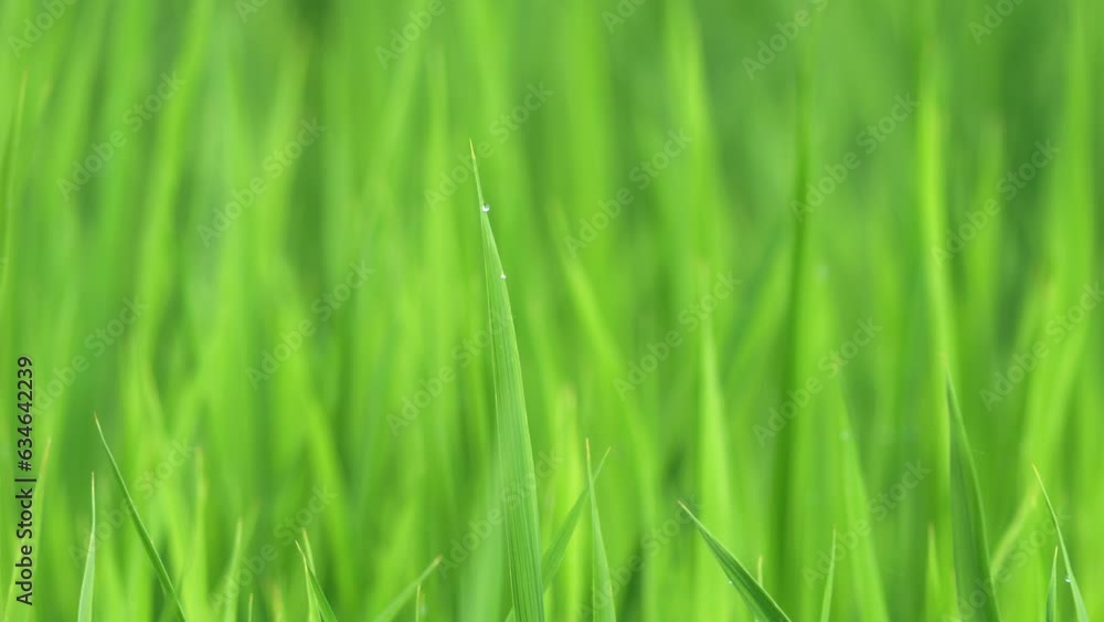 Beautiful rice field scene with waterdrop early morning Beautiful rice field scene with waterdrop early morning