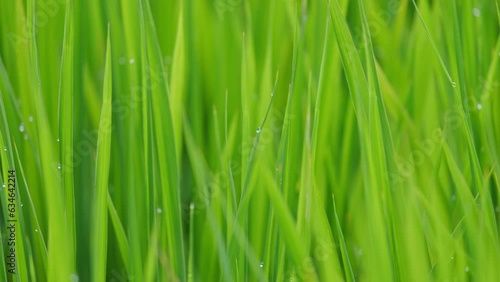 Beautiful rice field scene with waterdrop early morning photo