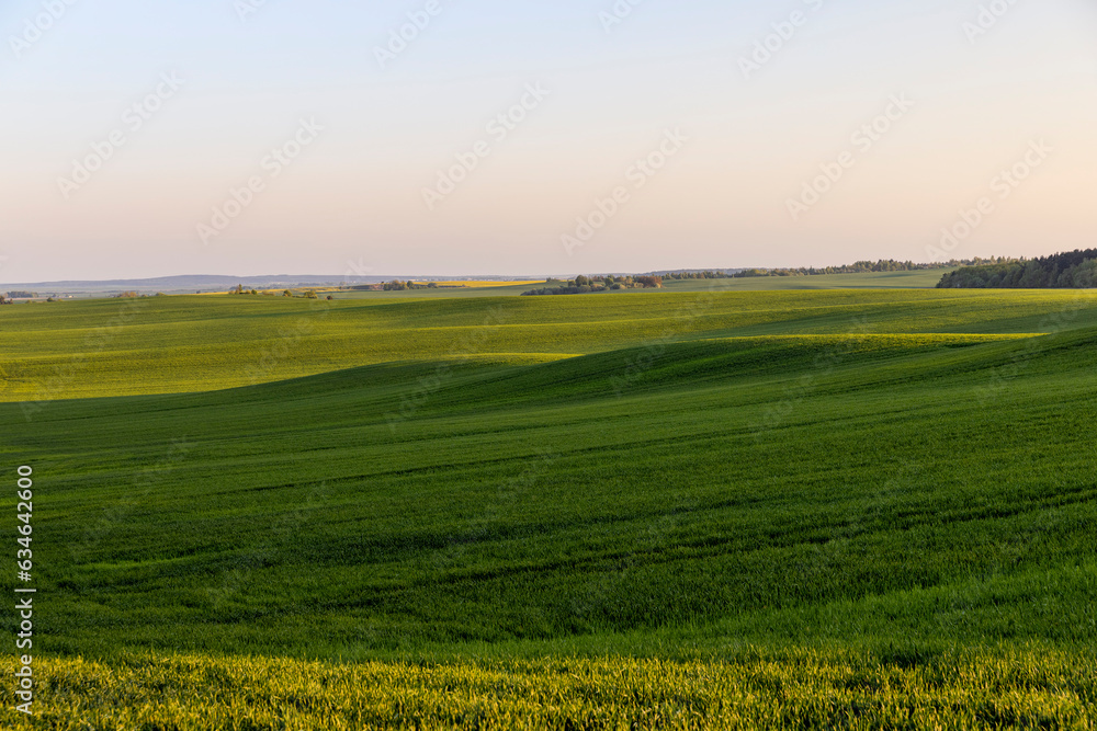 young green wheat in the field in the spring season