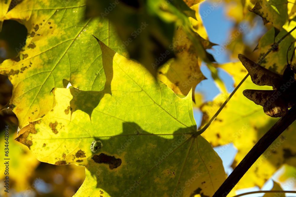 Yellowing maple foliage in the autumn season