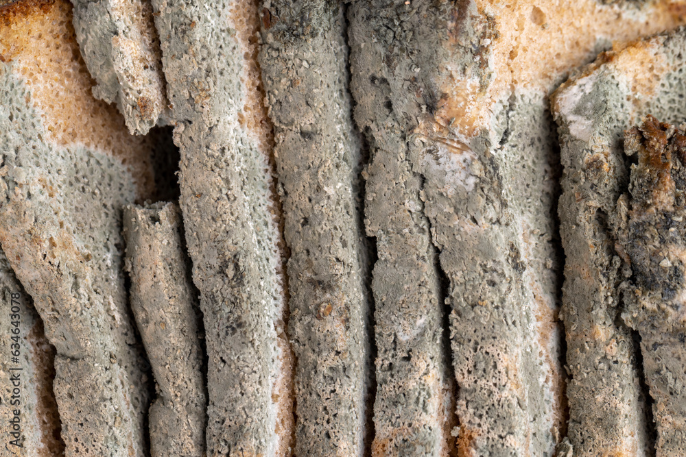 dangerous pieces of bread covered with mold on the table dangerous pieces of bread covered with mold on the table