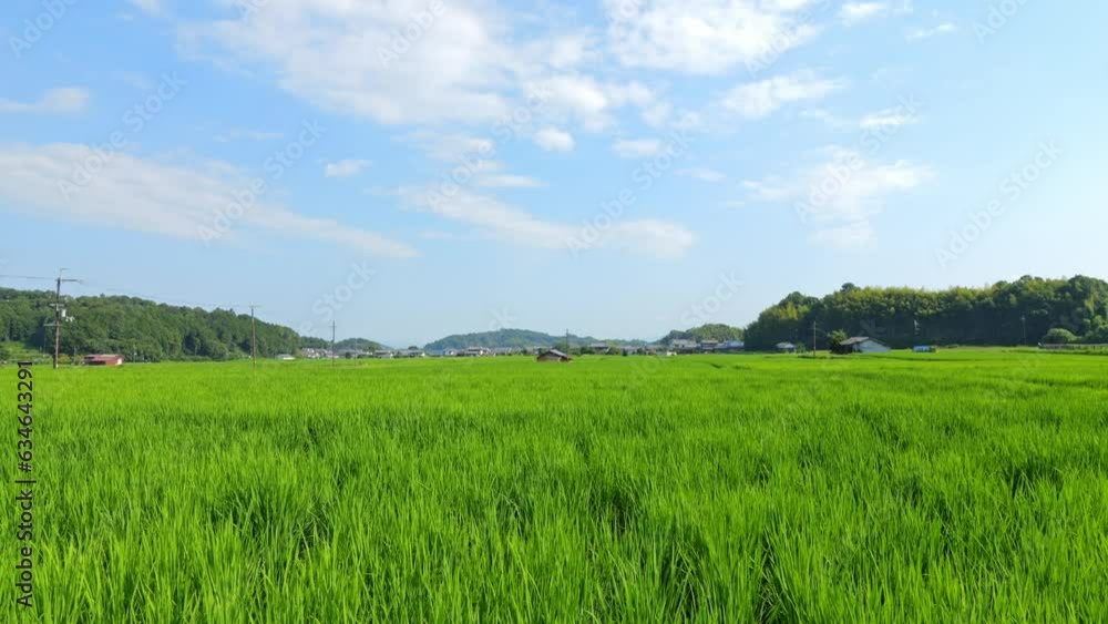 Beautiful view of ricefields in the countryside Beautiful view of ricefields in the countryside