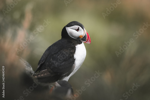 Atlantic puffin (Fratercula arctica) on the island of Runde in the Norway © AnastasiiaAkh