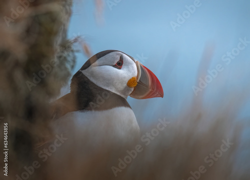 Atlantic puffin (Fratercula arctica) on the island of Runde in the Norway