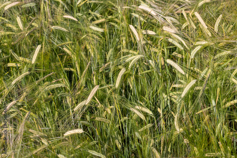 An agricultural field where ripening cereal wheat grows An agricultural field where ripening cereal wheat grows