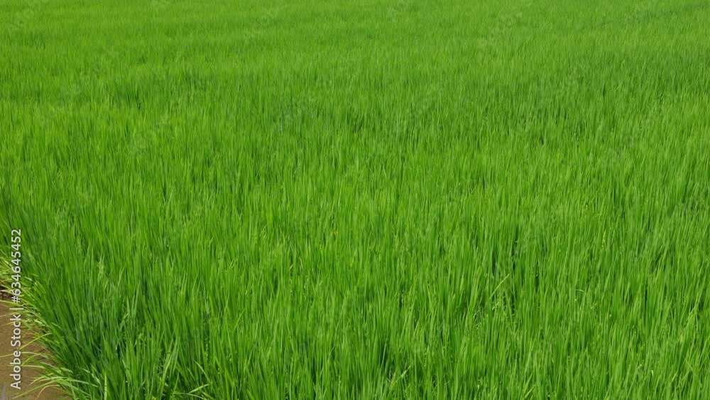 Nature green rice plant leaves on the rice fields Nature green rice plant leaves on the rice fields