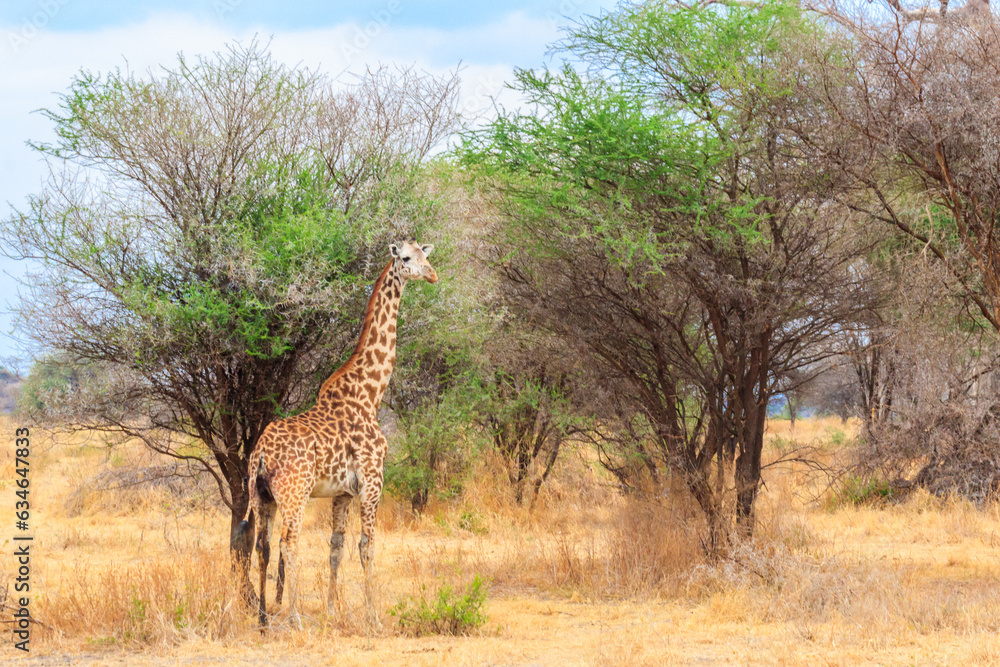 Obraz premium Giraffe in savanna in Tarangire national park in Tanzania. Wild nature of Tanzania, East Africa