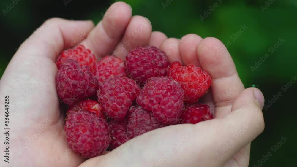 a handful of red ripe raspberries in children's palms against the background of a raspberry bush. harvest of summer ripe berries. appetizing sweet berry picked by a child a handful of red ripe raspberries in children's palms against the background of a raspberry bush. harvest of summer ripe berries. appetizing sweet berry picked by a child
