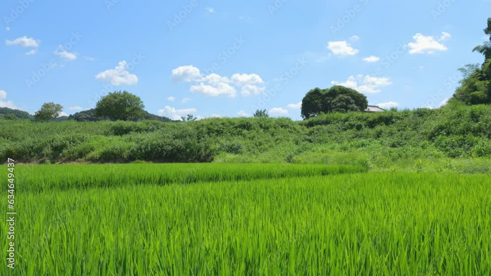 Beautiful view of ricefields in the countryside Beautiful view of ricefields in the countryside