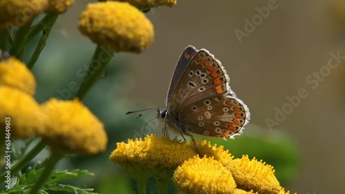 Brown Argus butterfly (Aricia agestis) female feeding on a flower. August, Kent, UK [Slow motion x5] photo
