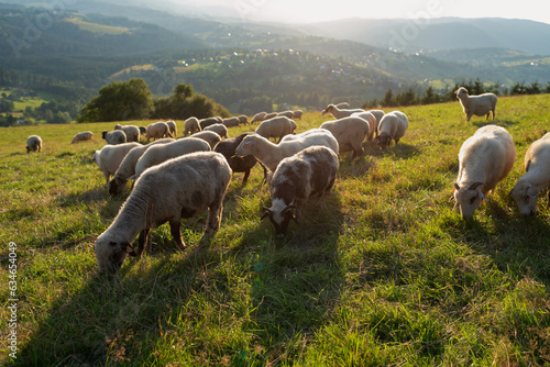 Fototapeta Naklejka Na Ścianę i Meble -  Stado owiec w Beskidach, Ochodzita 
