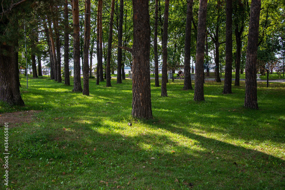Fototapeta premium Green smooth lawn and trees in the park in summer