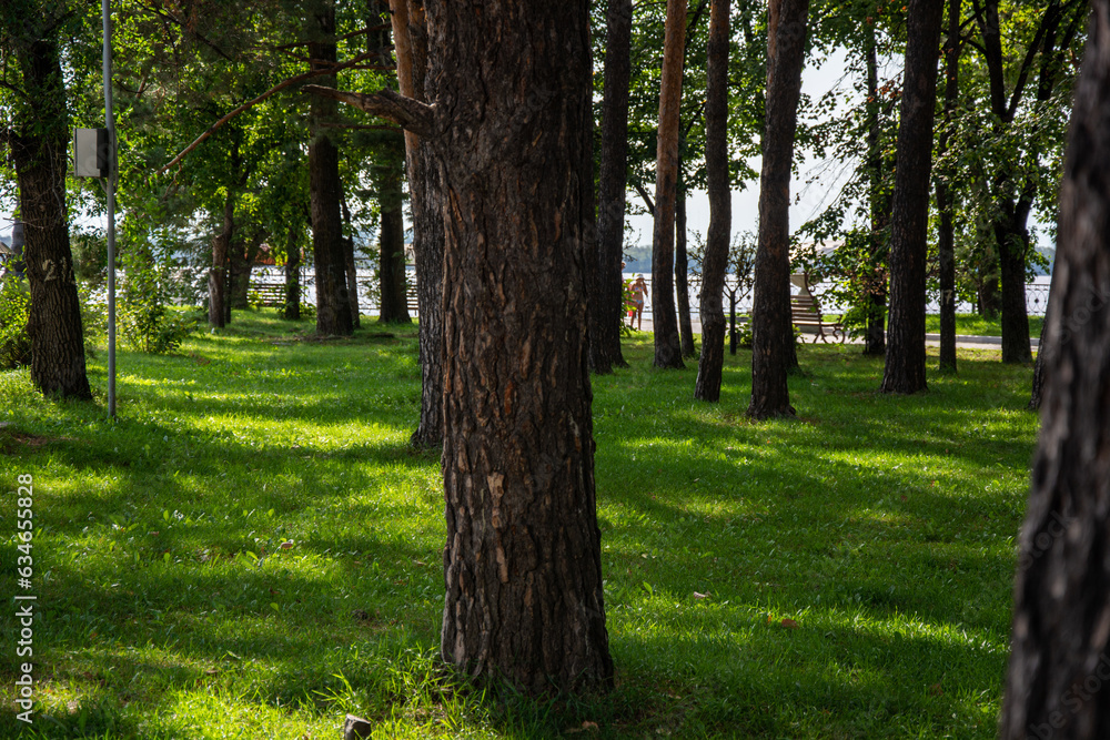 Obraz premium Green smooth lawn and trees in the park in summer