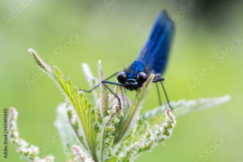 Male Banded Agrion damselfly perched on a stinging nettle