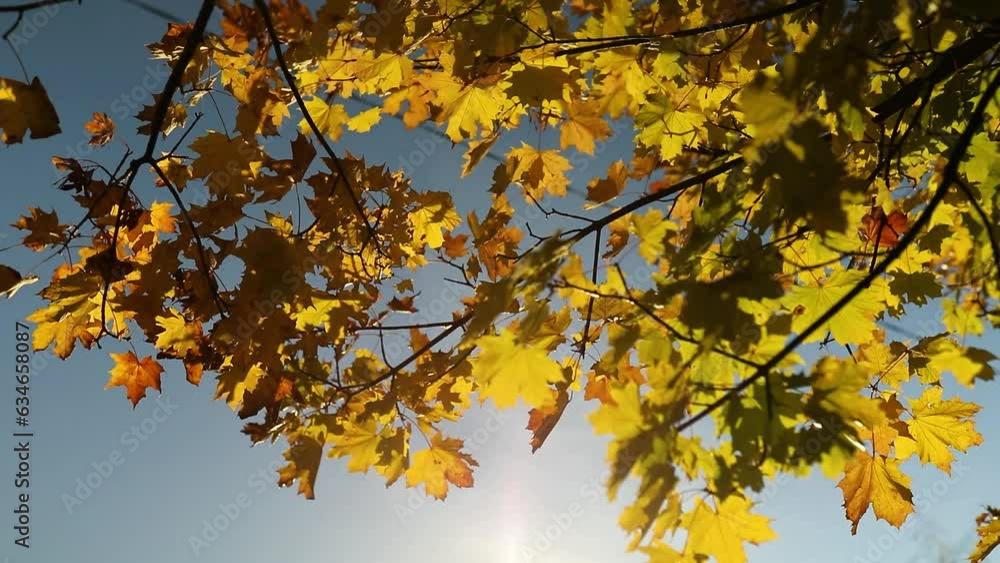 Beautiful yellow autumn leaves landscape, windy Beautiful yellow autumn leaves landscape, windy