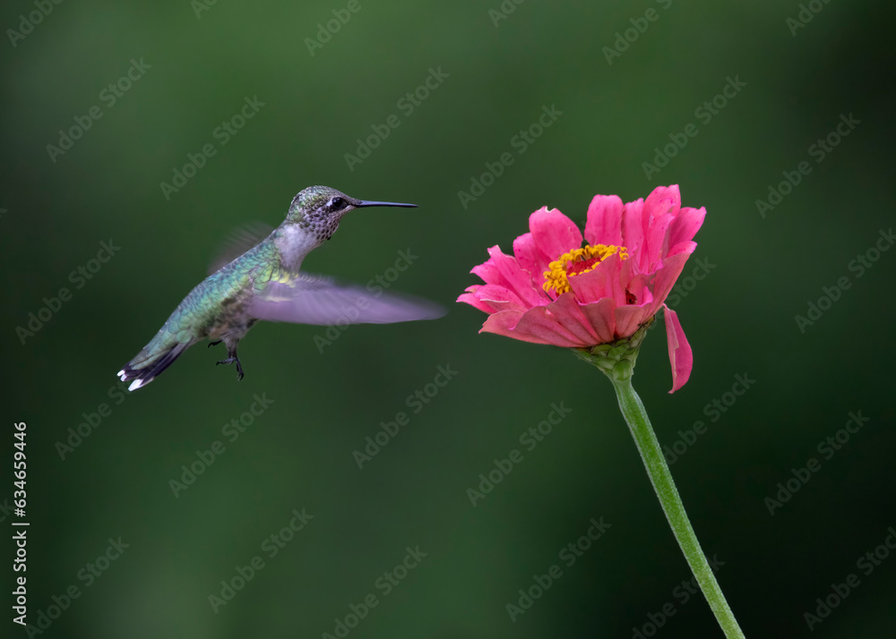 Fototapeta premium hummingbird on flower