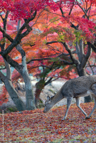 Deer and Autumn Leaves in Nara Park © exs