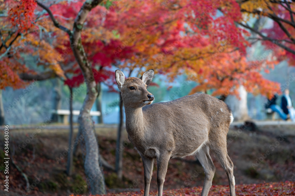 Deer and Autumn Leaves in Nara Park Deer and Autumn Leaves in Nara Park