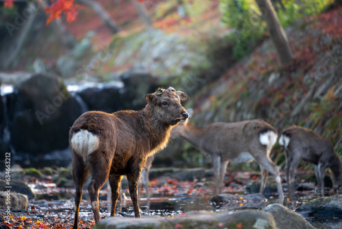 Deer and autumn leaves at the river in Nara Park