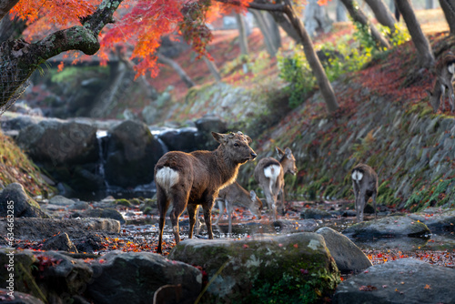 Deer and autumn leaves at the river in Nara Park