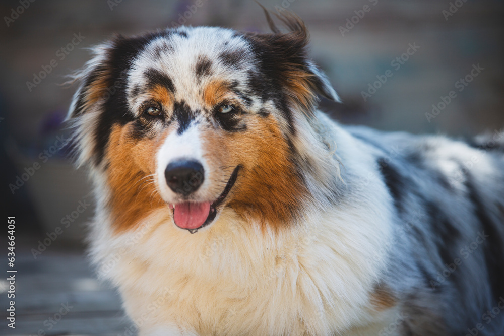Portrait of a beautiful Australian Shepherd Dog 