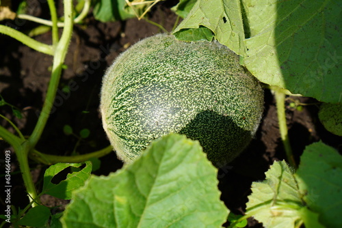 a green miniature melon among the green leaves in the garden. The concept of growing eco-friendly products independently