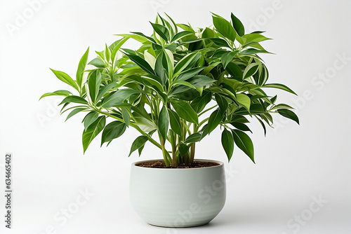 Isolated Potted Houseplant - Indoor Nature and Greenery Concept