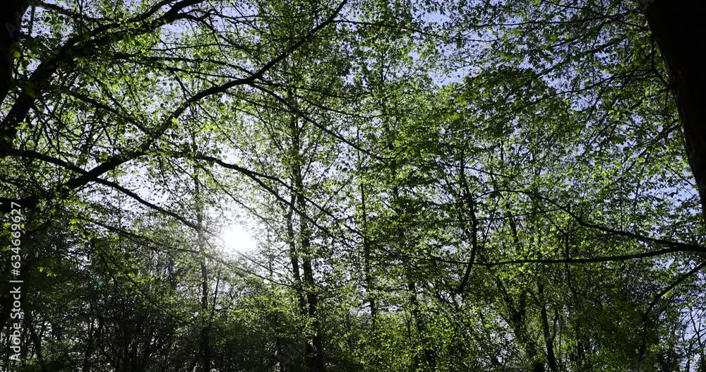 green foliage on trees during spring warming, beautiful young foliage of trees in a mixed forest green foliage on trees during spring warming, beautiful young foliage of trees in a mixed forest