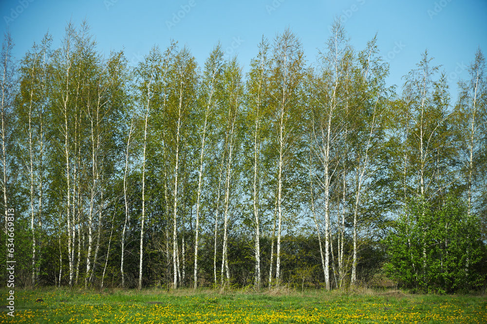 Obraz premium Landscape with birch trees and grass in spring.