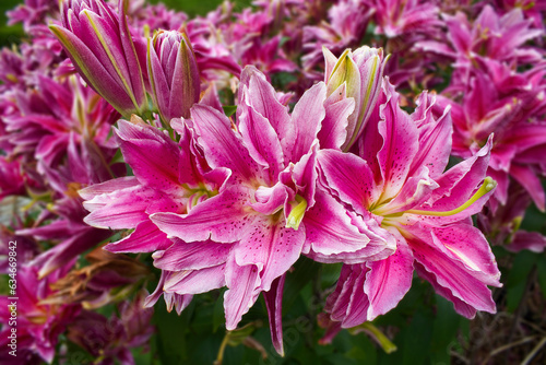 A pink lily in the garden close-up