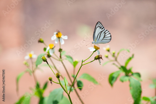 Closed up little cute black and white butterfly on wild grass flower over blur nature background