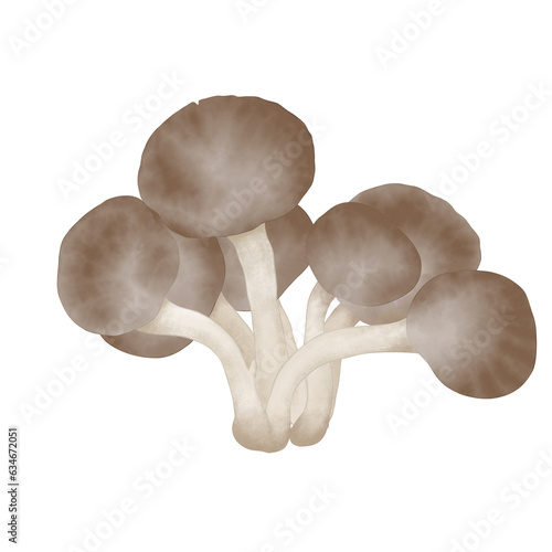 mushrooms, Oyster mushroom photo