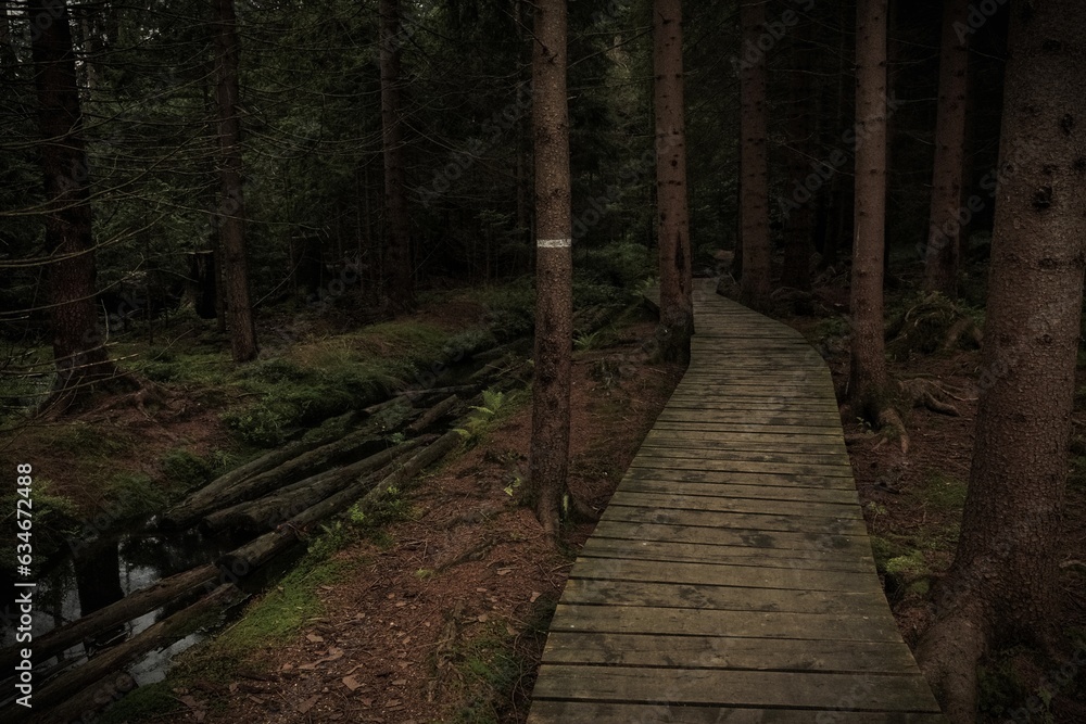 Obraz premium Dark path in the summer forest in the mountains