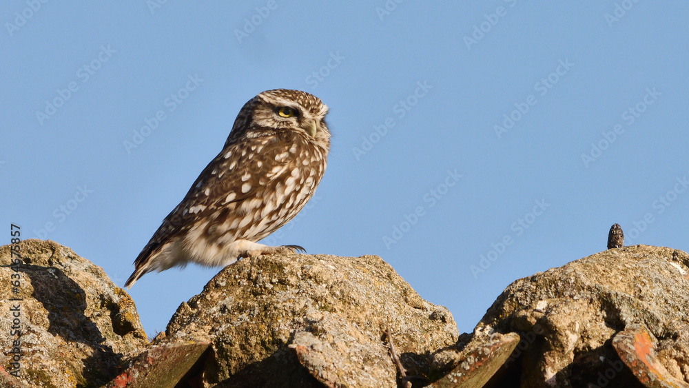 little owl, Athene noctua, on a stone on the roof little owl, Athene noctua, on a stone on the roof